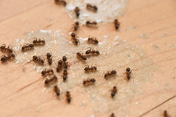 Best Pest Control for Restaurants  in Valley Green, PA